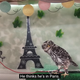 The owl thinks it is in Paris, France